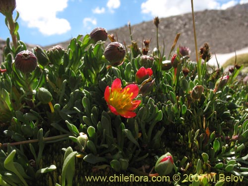 Bild von Calandrinia caespitosa (). Klicken Sie, um den Ausschnitt zu vergrössern.