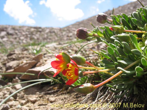 Bild von Calandrinia caespitosa (). Klicken Sie, um den Ausschnitt zu vergrössern.