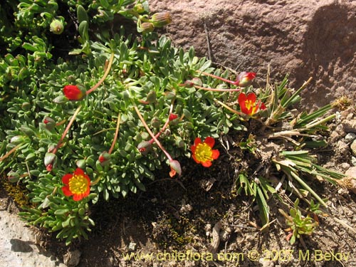 Bild von Calandrinia caespitosa (). Klicken Sie, um den Ausschnitt zu vergrössern.