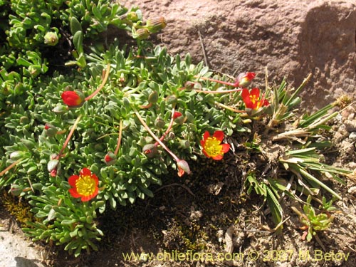 Bild von Calandrinia caespitosa (). Klicken Sie, um den Ausschnitt zu vergrössern.