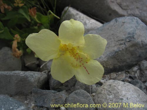 Image of Mimulus luteus var.