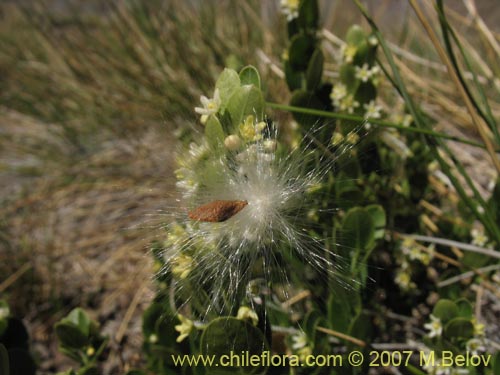 Bild von Cynanchum nummulariifolium (). Klicken Sie, um den Ausschnitt zu vergrössern.