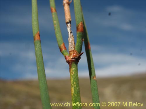 Bild von Ephedra chilensis (Pingo-pingo / Transmontana / Solupe). Klicken Sie, um den Ausschnitt zu vergrössern.