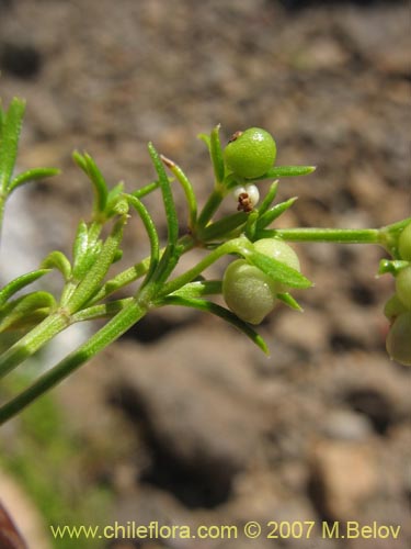 Imágen de Galium sp. #2005 (). Haga un clic para aumentar parte de imágen.