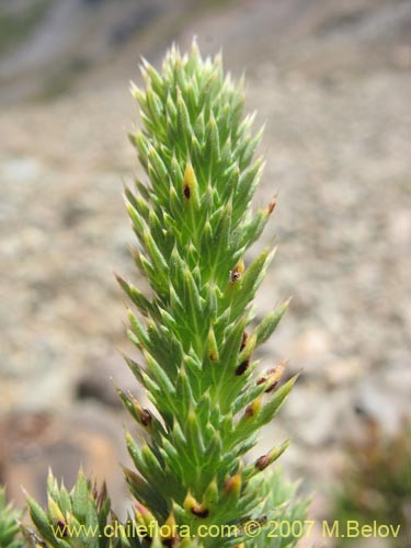 Image of Nassauvia digitada (Nassauvia). Click to enlarge parts of image.