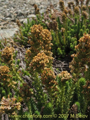 Image of Nassauvia digitada (Nassauvia). Click to enlarge parts of image.