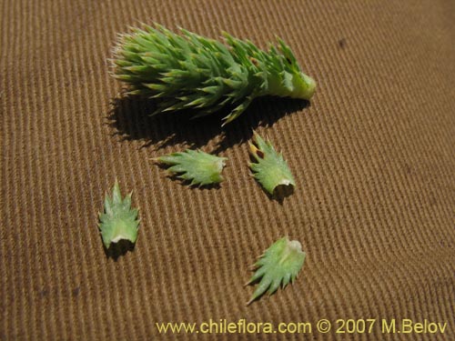 Image of Nassauvia digitada (Nassauvia). Click to enlarge parts of image.