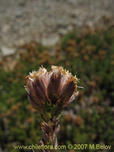 Image of Nassauvia digitada (Nassauvia). Click to enlarge parts of image.