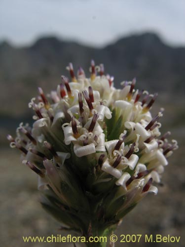 Фотография Nassauvia digitada (Nassauvia). Щелкните, чтобы увеличить вырез.