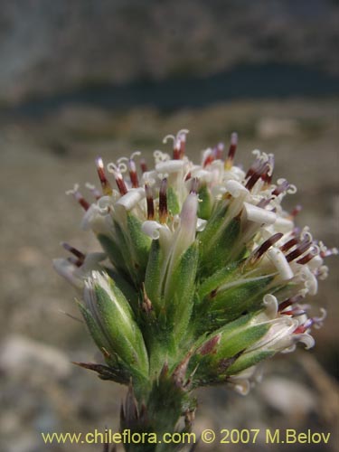 Image of Nassauvia digitada (Nassauvia). Click to enlarge parts of image.