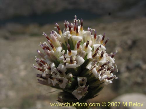 Image of Nassauvia digitada (Nassauvia). Click to enlarge parts of image.