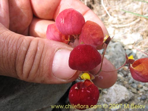 Bild von Calceolaria arachnoidea-x-C.-corymbosa,-hybrido (Capachito). Klicken Sie, um den Ausschnitt zu vergrössern.
