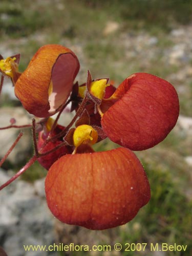 Bild von Calceolaria arachnoidea-x-C.-corymbosa,-hybrido (Capachito). Klicken Sie, um den Ausschnitt zu vergrössern.