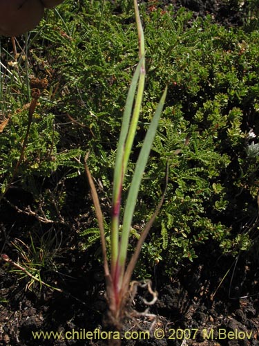 Image of Sisyrinchium pearcei (Huilmo). Click to enlarge parts of image.