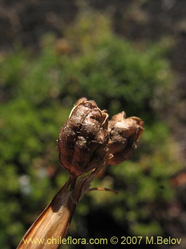 Image of Sisyrinchium pearcei (Huilmo). Click to enlarge parts of image.