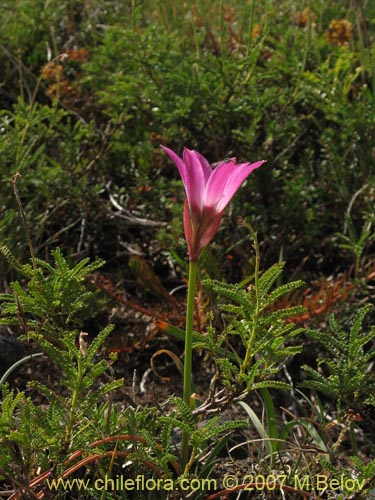 Rhodophiala andicola의 사진