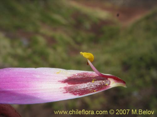 Rhodophiala andicola의 사진