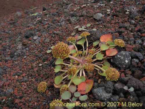 Image of Pozoa volcanica (Anislao volcanica). Click to enlarge parts of image.