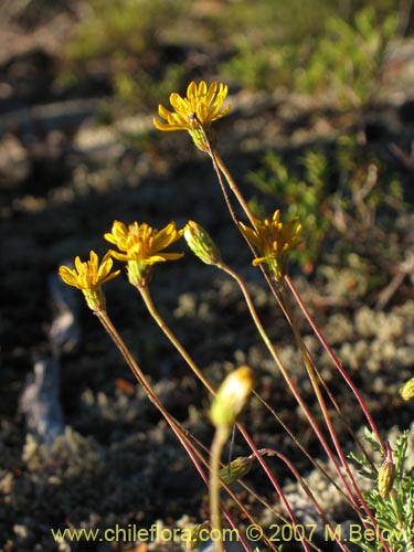 Bild von Haplopappus sp. #1712 (). Klicken Sie, um den Ausschnitt zu vergrössern.