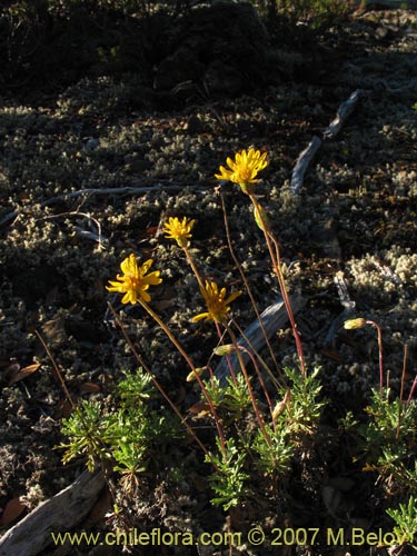 Bild von Haplopappus sp. #1712 (). Klicken Sie, um den Ausschnitt zu vergrössern.