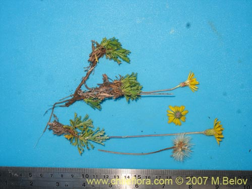 Bild von Haplopappus sp. #1712 (). Klicken Sie, um den Ausschnitt zu vergrössern.