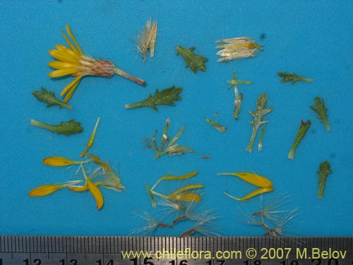 Bild von Haplopappus sp. #1712 (). Klicken Sie, um den Ausschnitt zu vergrössern.