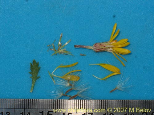 Bild von Haplopappus sp. #1712 (). Klicken Sie, um den Ausschnitt zu vergrössern.