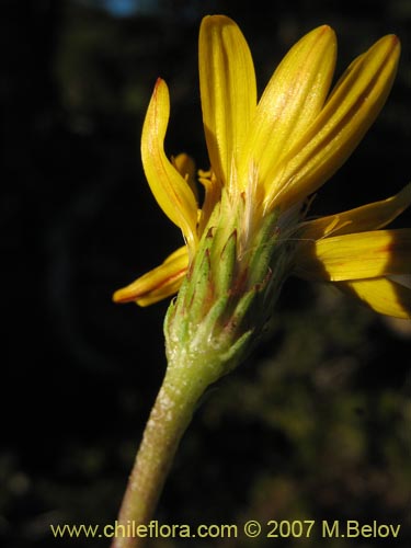 Bild von Haplopappus sp. #1712 (). Klicken Sie, um den Ausschnitt zu vergrössern.