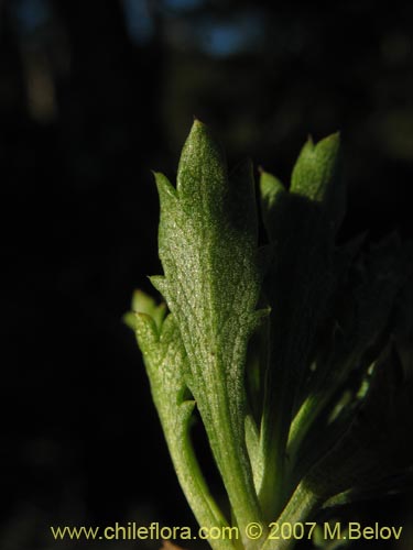 Bild von Haplopappus sp. #1712 (). Klicken Sie, um den Ausschnitt zu vergrössern.