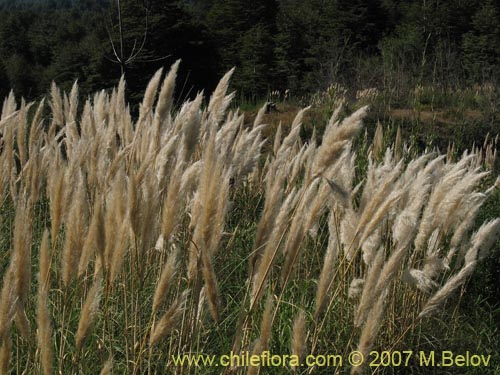 Bild von Cortaderia araucana (). Klicken Sie, um den Ausschnitt zu vergrössern.