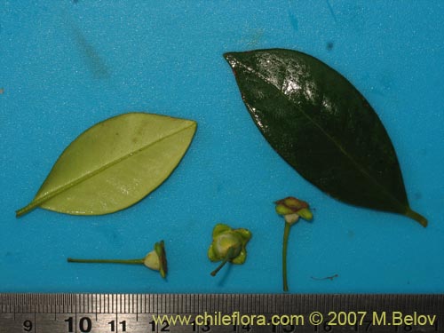 Myrceugenia planipes의 사진