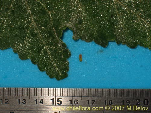 Image of Corynabutilon vitifolium (Huella). Click to enlarge parts of image.