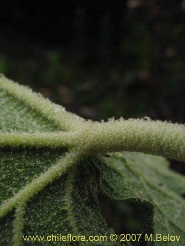 Image of Corynabutilon vitifolium (Huella). Click to enlarge parts of image.