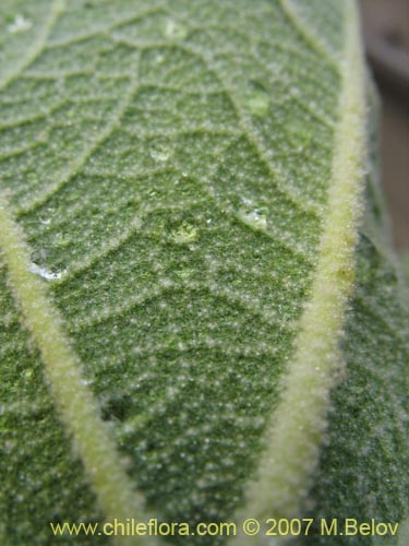 Image of Corynabutilon vitifolium (Huella). Click to enlarge parts of image.