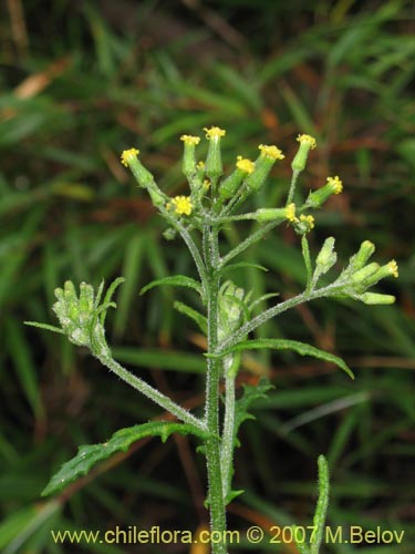 Image of Senecio sp.  #1771 (). Click to enlarge parts of image.