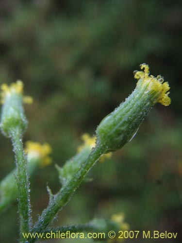 Image of Senecio sp.  #1771 (). Click to enlarge parts of image.