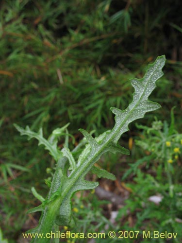 Image of Senecio sp.  #1771 (). Click to enlarge parts of image.