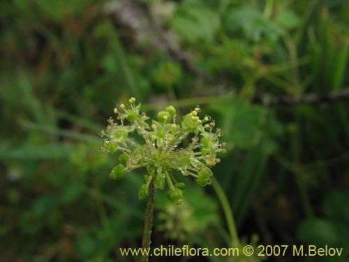 Imágen de Hydrocotyle chamaemorus (Malva del monte). Haga un clic para aumentar parte de imágen.