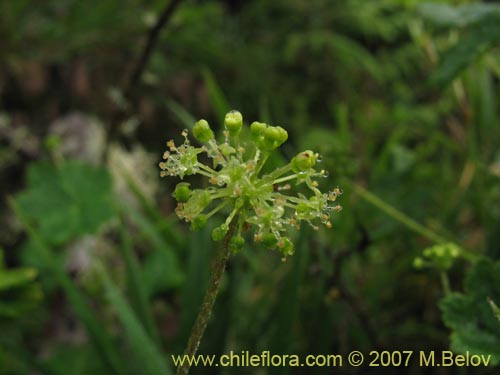 Imágen de Hydrocotyle chamaemorus (Malva del monte). Haga un clic para aumentar parte de imágen.