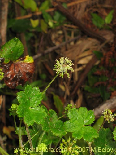 Imágen de Hydrocotyle chamaemorus (Malva del monte). Haga un clic para aumentar parte de imágen.