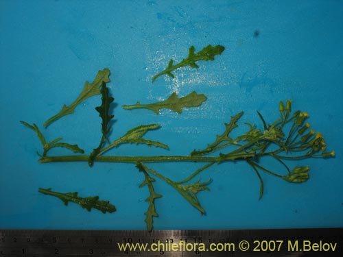 Image of Senecio sp.  #1771 (). Click to enlarge parts of image.