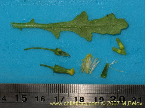 Image of Senecio sp.  #1771 (). Click to enlarge parts of image.