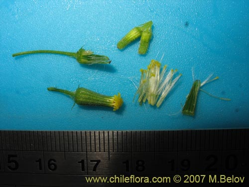 Image of Senecio sp.  #1771 (). Click to enlarge parts of image.