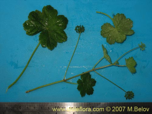 Imágen de Hydrocotyle chamaemorus (Malva del monte). Haga un clic para aumentar parte de imágen.