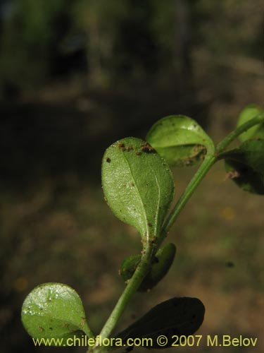 식물종은 불명 sp. #2500의 사진
