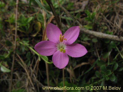 식물종은 불명 sp. #2500의 사진