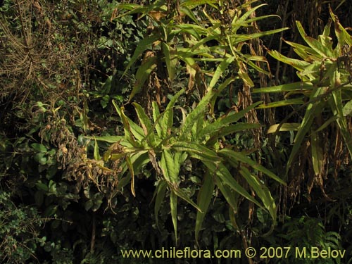 Image of Lobelia bridgesii (Tupa / Tupa rosada). Click to enlarge parts of image.