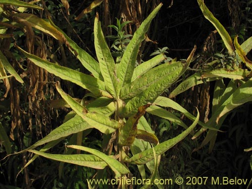 Image of Lobelia bridgesii (Tupa / Tupa rosada). Click to enlarge parts of image.