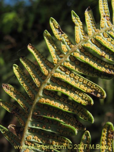 Image of Gleichenia squamulosa (Hierb a loza / Palmita). Click to enlarge parts of image.