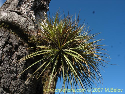 Image of Fascicularia bicolor (Puñeñe / Chupón / Chupalla). Click to enlarge parts of image.